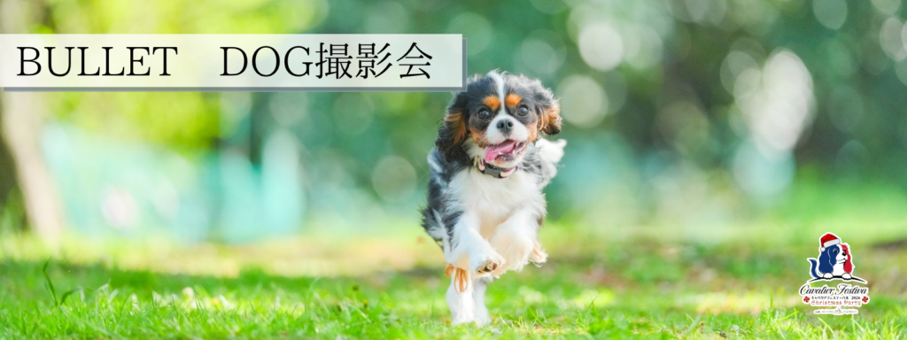 BULLET DOG撮影会