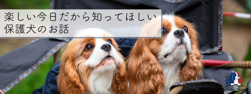 楽しい今日だから知ってほしい保護犬のお話