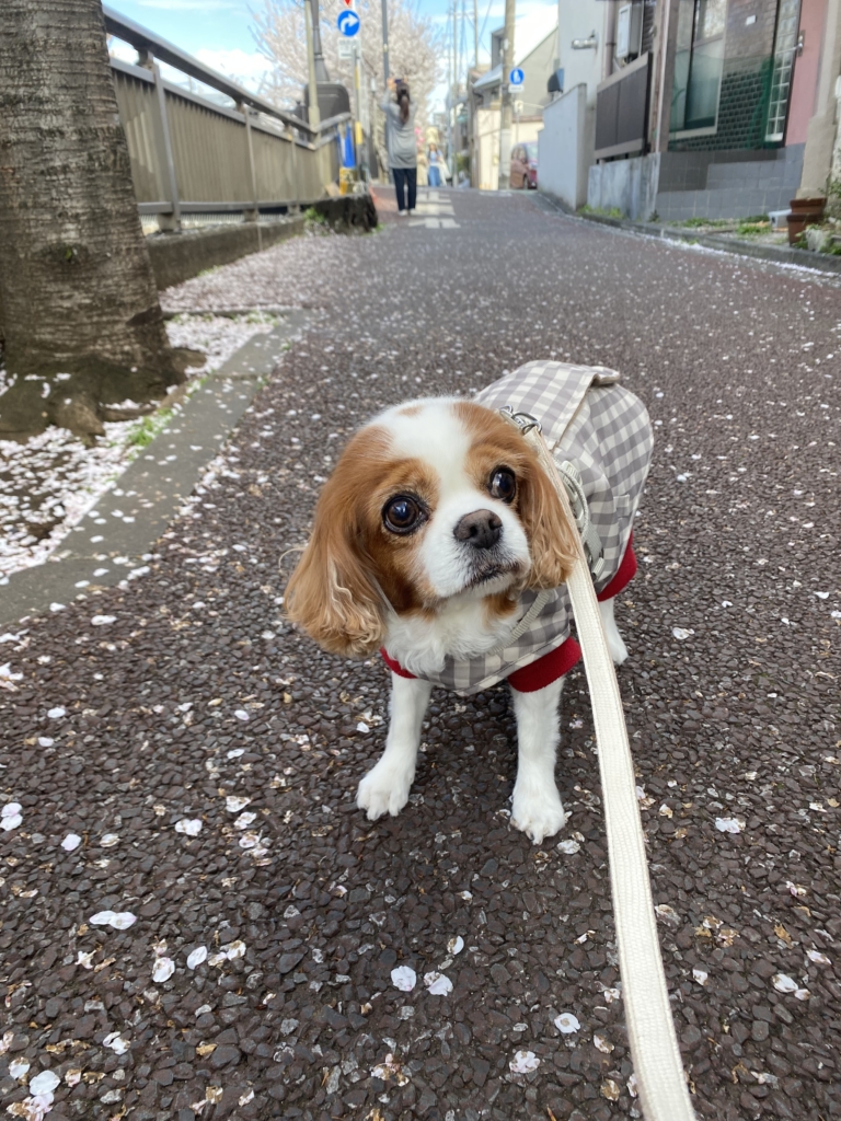 ほのちゃん