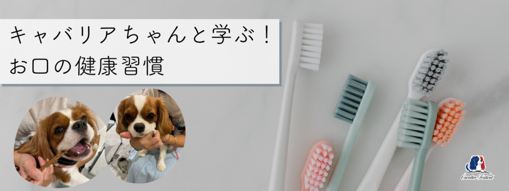 キャバリアちゃんと学ぶ！お口の健康習慣
