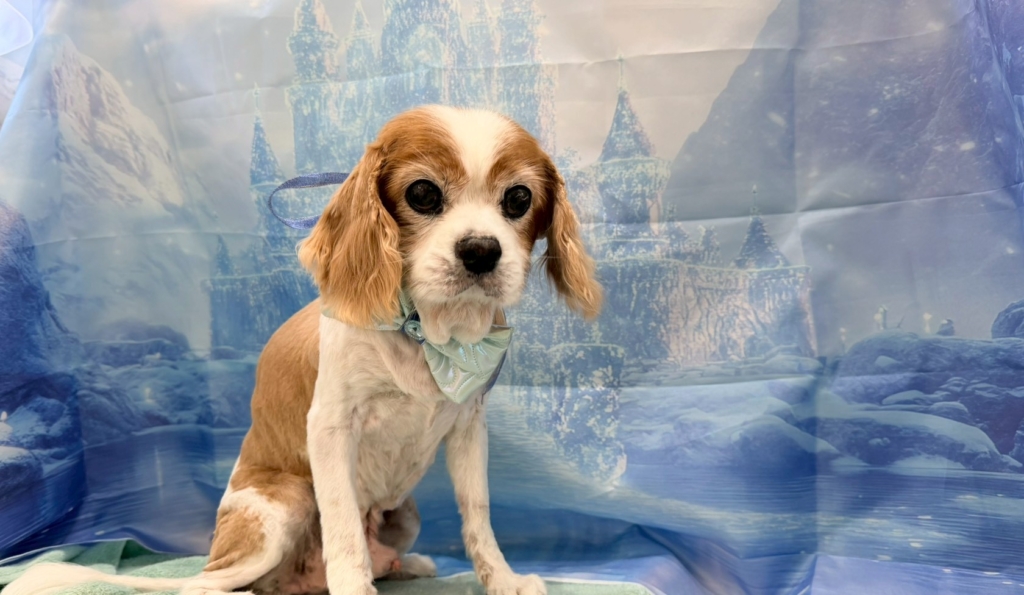 暴（ぼう）くん