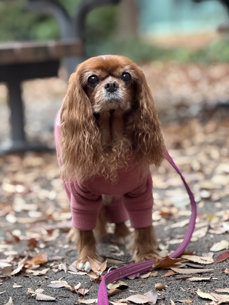 ハッピーちゃん