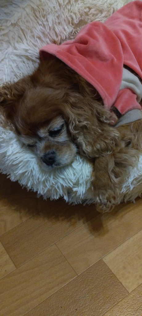 チェリーちゃん