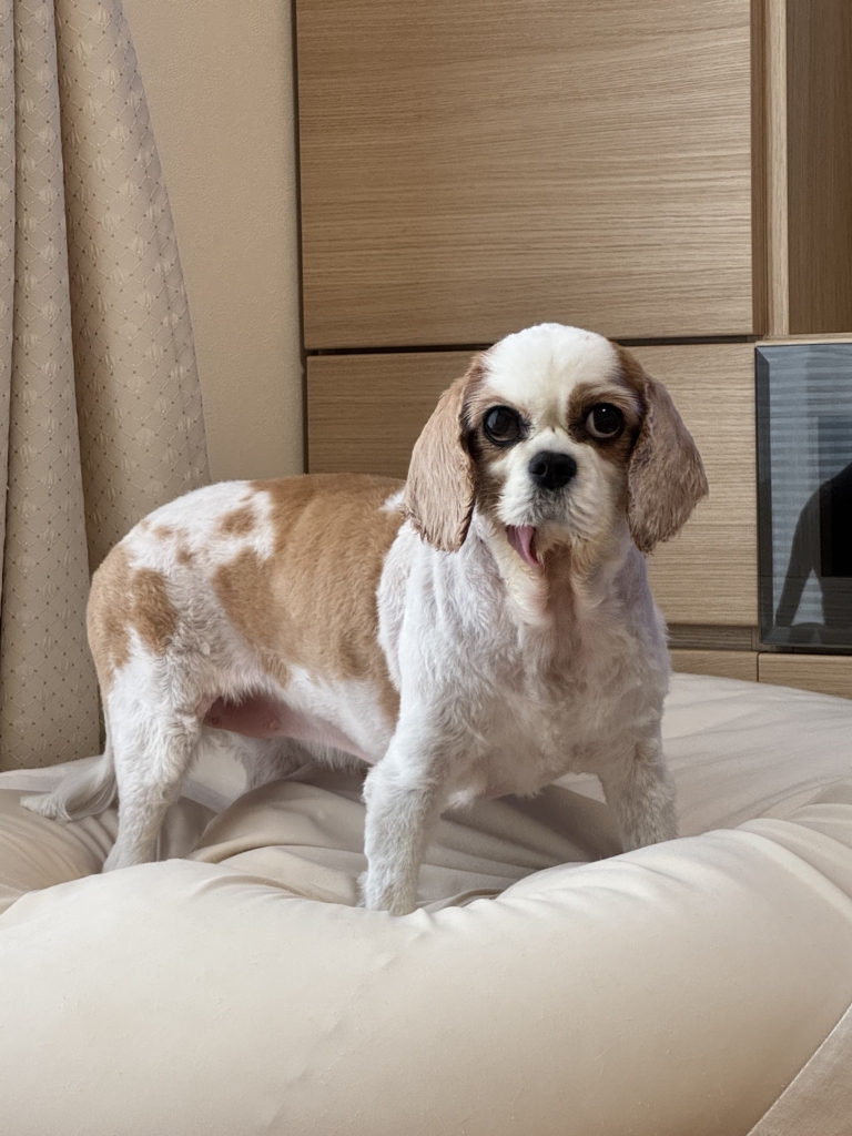 飴里(あめり)ちゃん